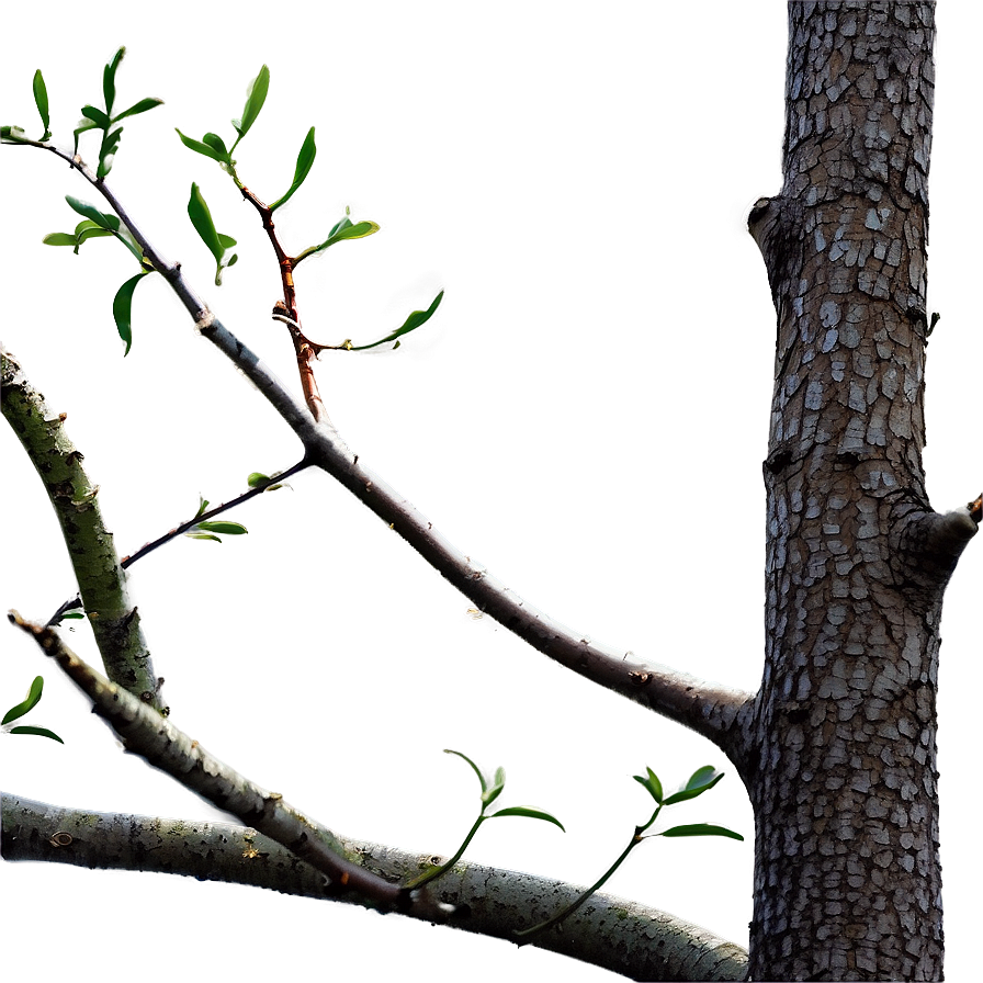 Branches Frame Png 56 PNG Image