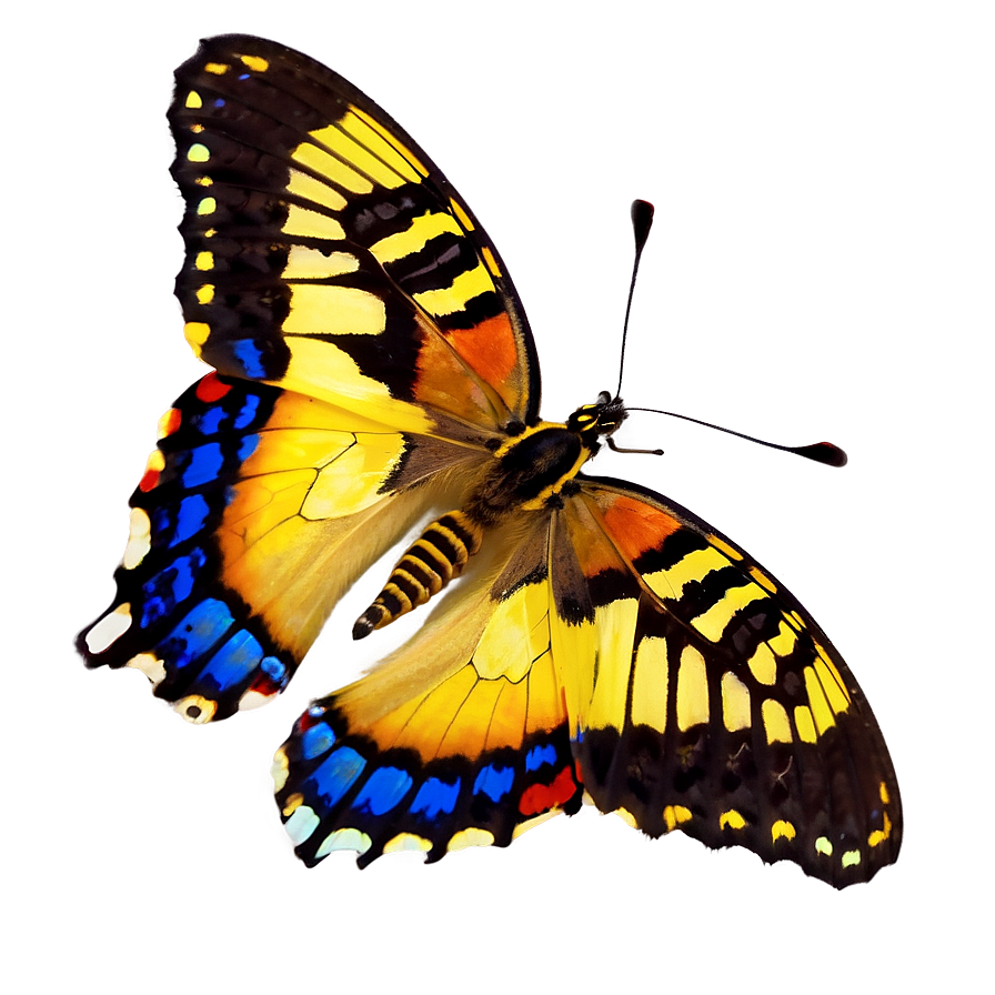 Brazil Butterfly Species Png 32 PNG Image