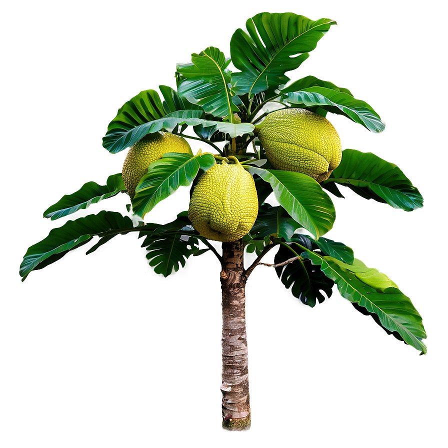 Breadfruit Tree Png Rii PNG Image