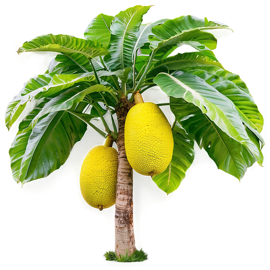 Breadfruit Tree Png Vuv53 PNG Image