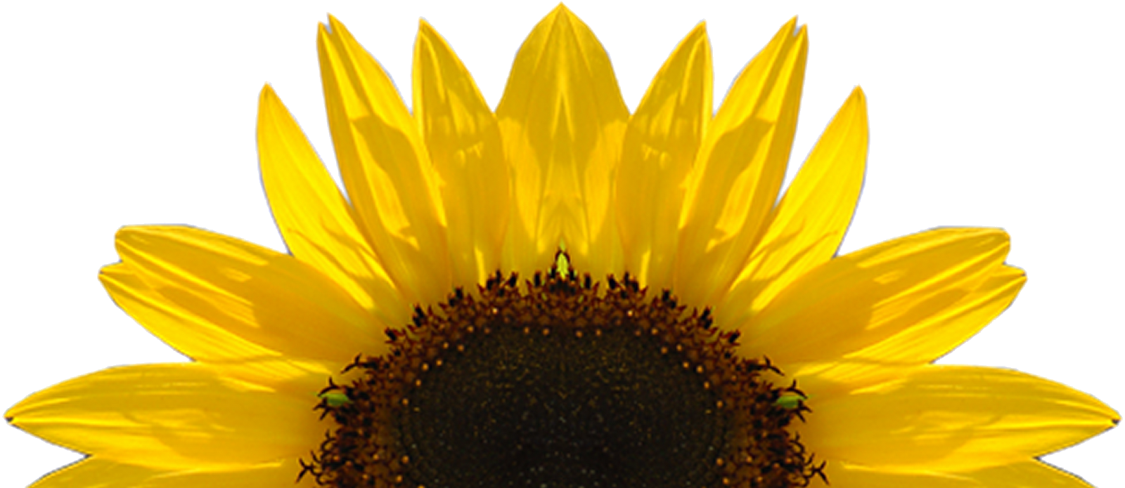 Bright Sunflower Clipart PNG Image