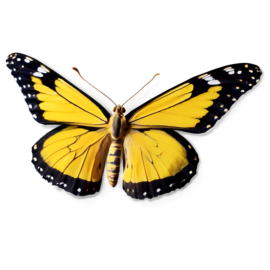 Bright Yellow Butterfly Png 06292024 PNG Image