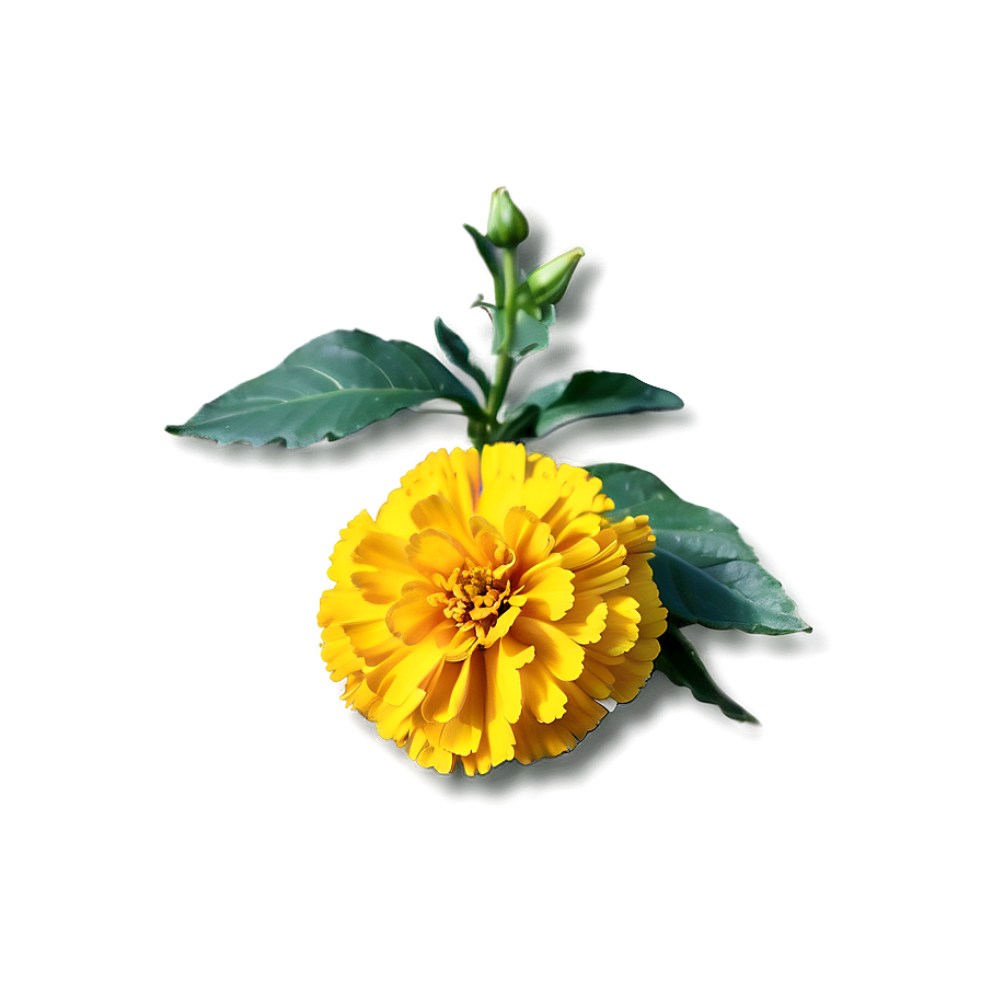 Bright Yellow Marigold Png Aak15 PNG Image