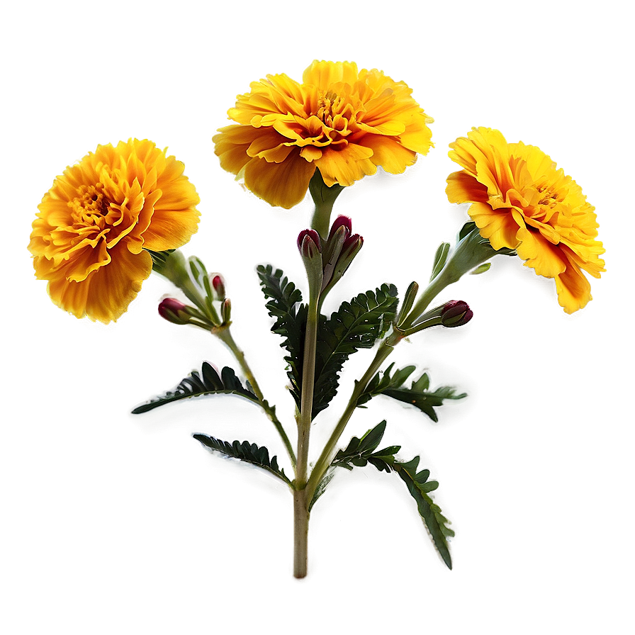 Bright Yellow Marigold Png Jfh5 PNG Image