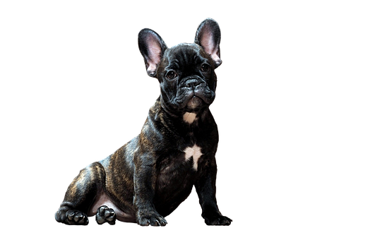 Brindle French Bulldog Puppy Black Background PNG Image