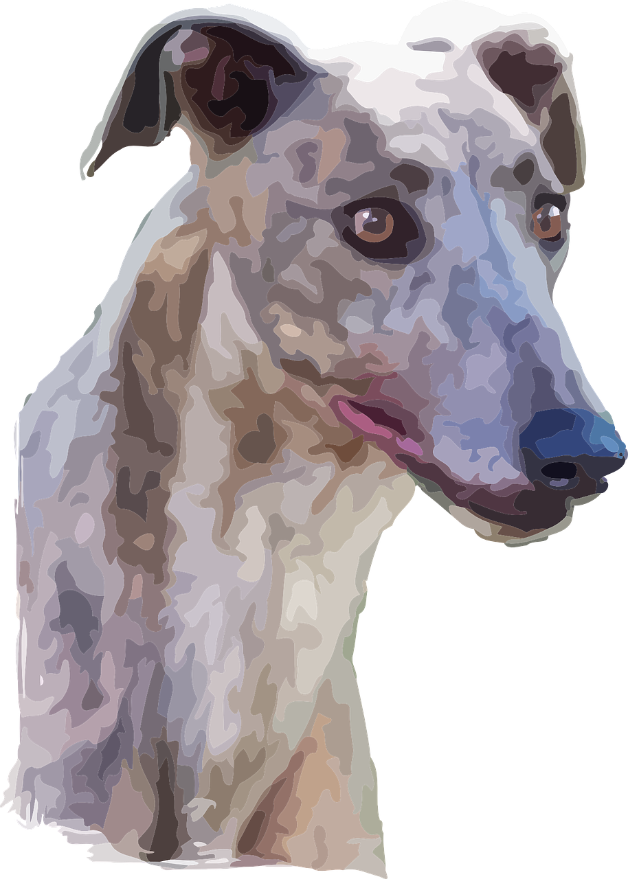 Brindle Greyhound Portrait PNG Image