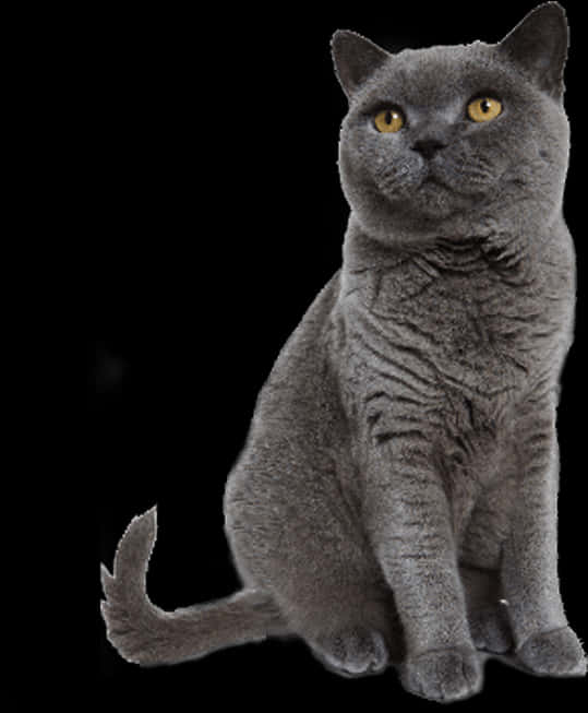 British Shorthair Cat Portrait PNG Image