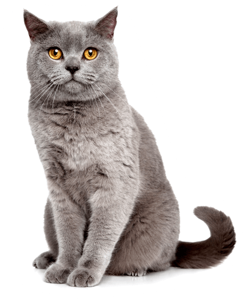 British Shorthair Cat Yellow Eyes PNG Image