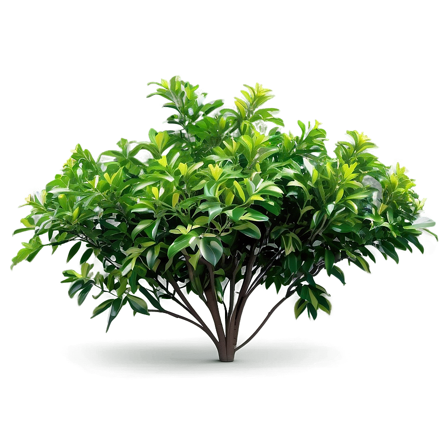 Broadleaf Bush Png 77 PNG Image