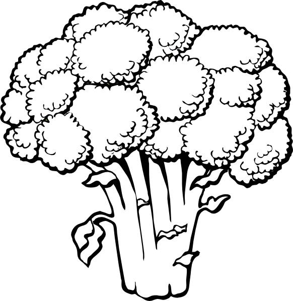 Broccoli Line Art Illustration PNG Image