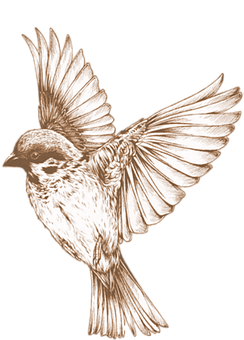 Bronze Sketch Sparrow In Flight PNG Image