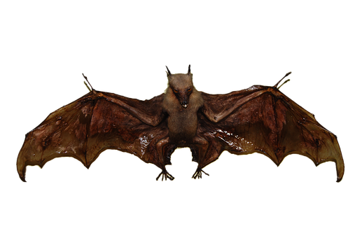 Brown Bat Spread Wings PNG Image