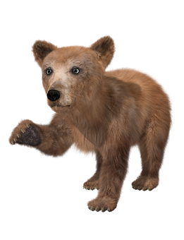 Brown Bear Cub On Black Background PNG Image