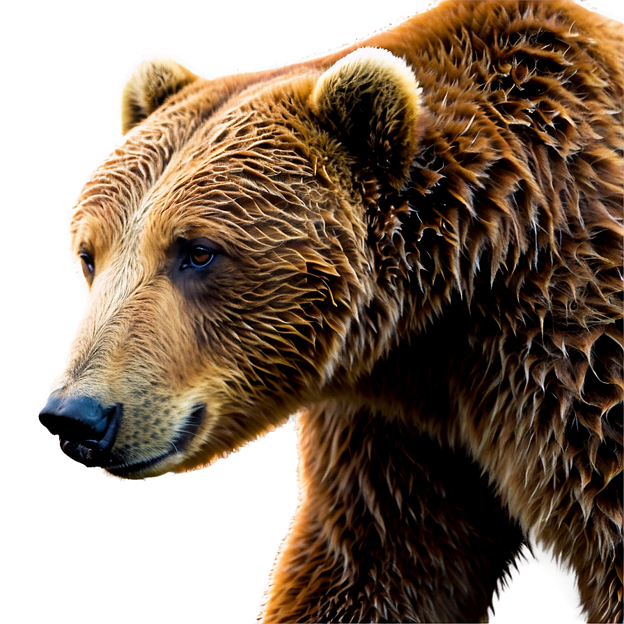 Brown Bear Png Auf PNG Image