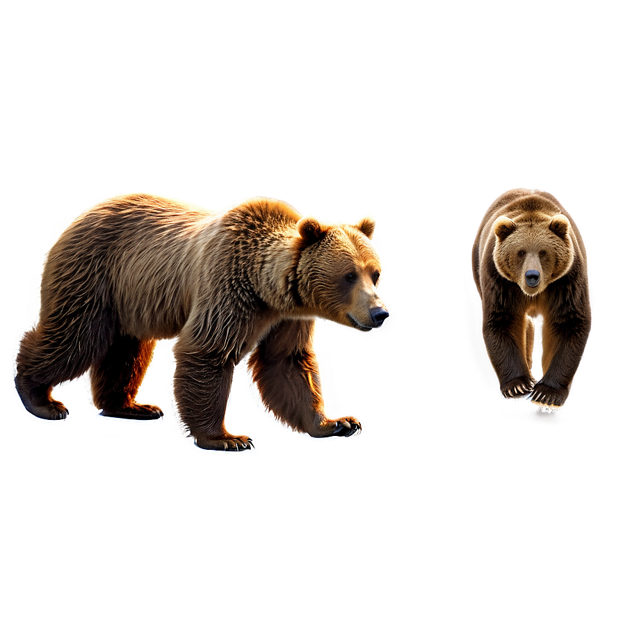 Brown Bear Png Fsp85 PNG Image