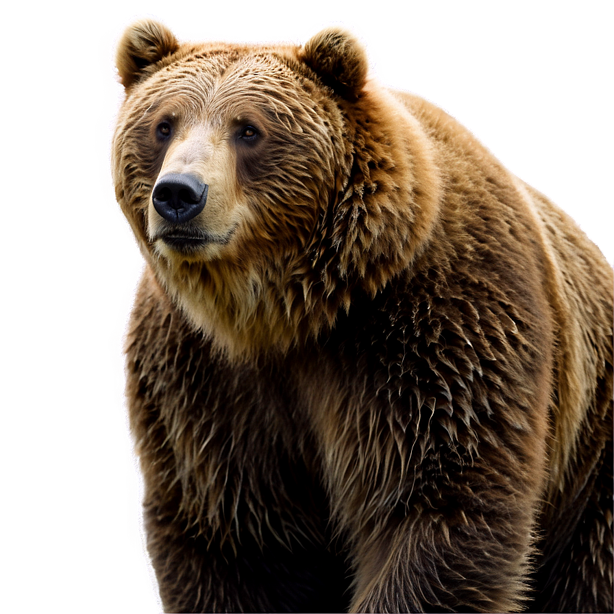 Brown Bear Png Qfr PNG Image