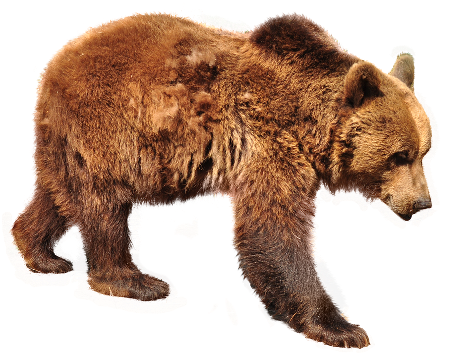 Brown Bear Walking Transparent Background PNG Image