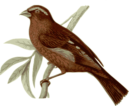 Brown_ Bird_ Illustration PNG Image