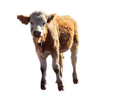 Brown Calf Black Background PNG Image