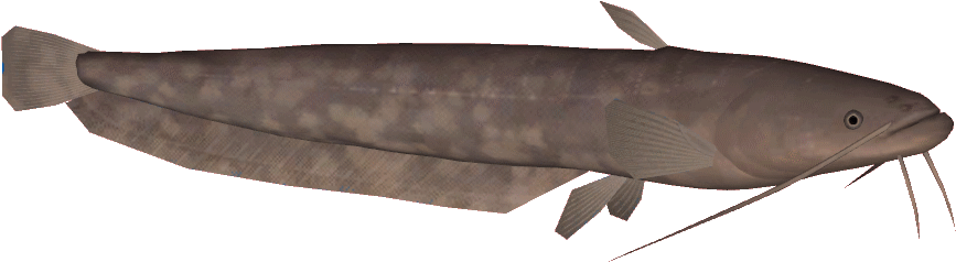 Brown Catfish Illustration PNG Image