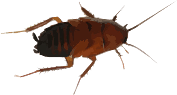 Brown Cockroach Illustration PNG Image