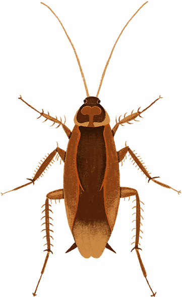 Brown Cockroach Illustration PNG Image