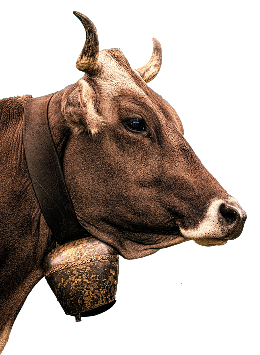 Brown Cow Portraitwith Bell PNG Image