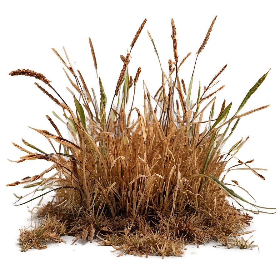 Brown Dead Grass Png Syu48 PNG Image