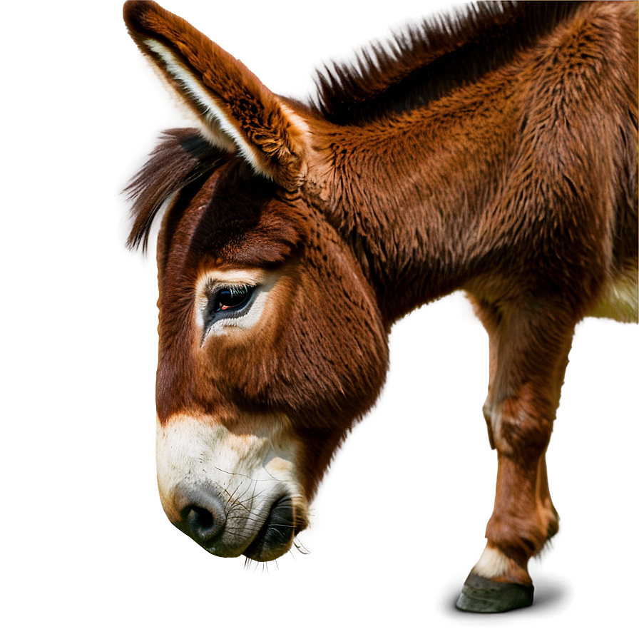 Brown Donkey Png Jos28 PNG Image