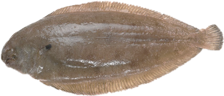 Brown Flounder Fish Isolated PNG Image