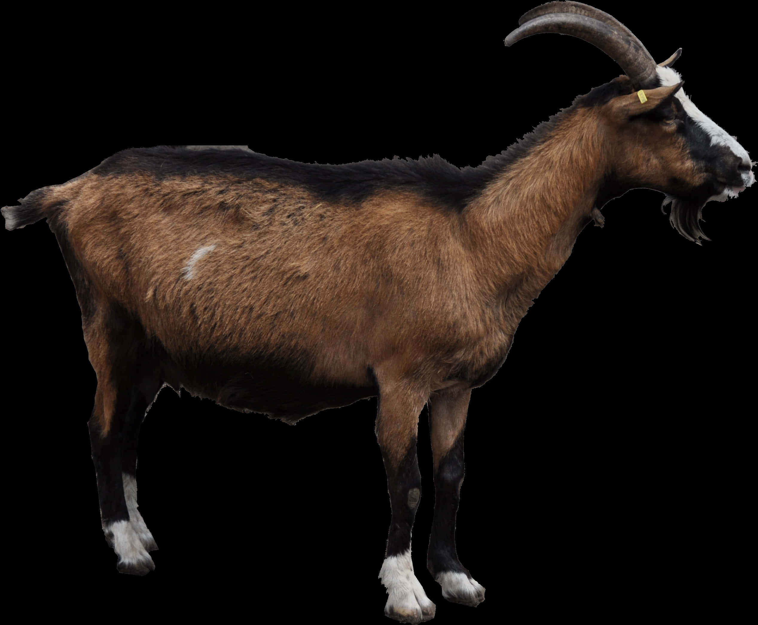 Brown Goat Black Background PNG Image