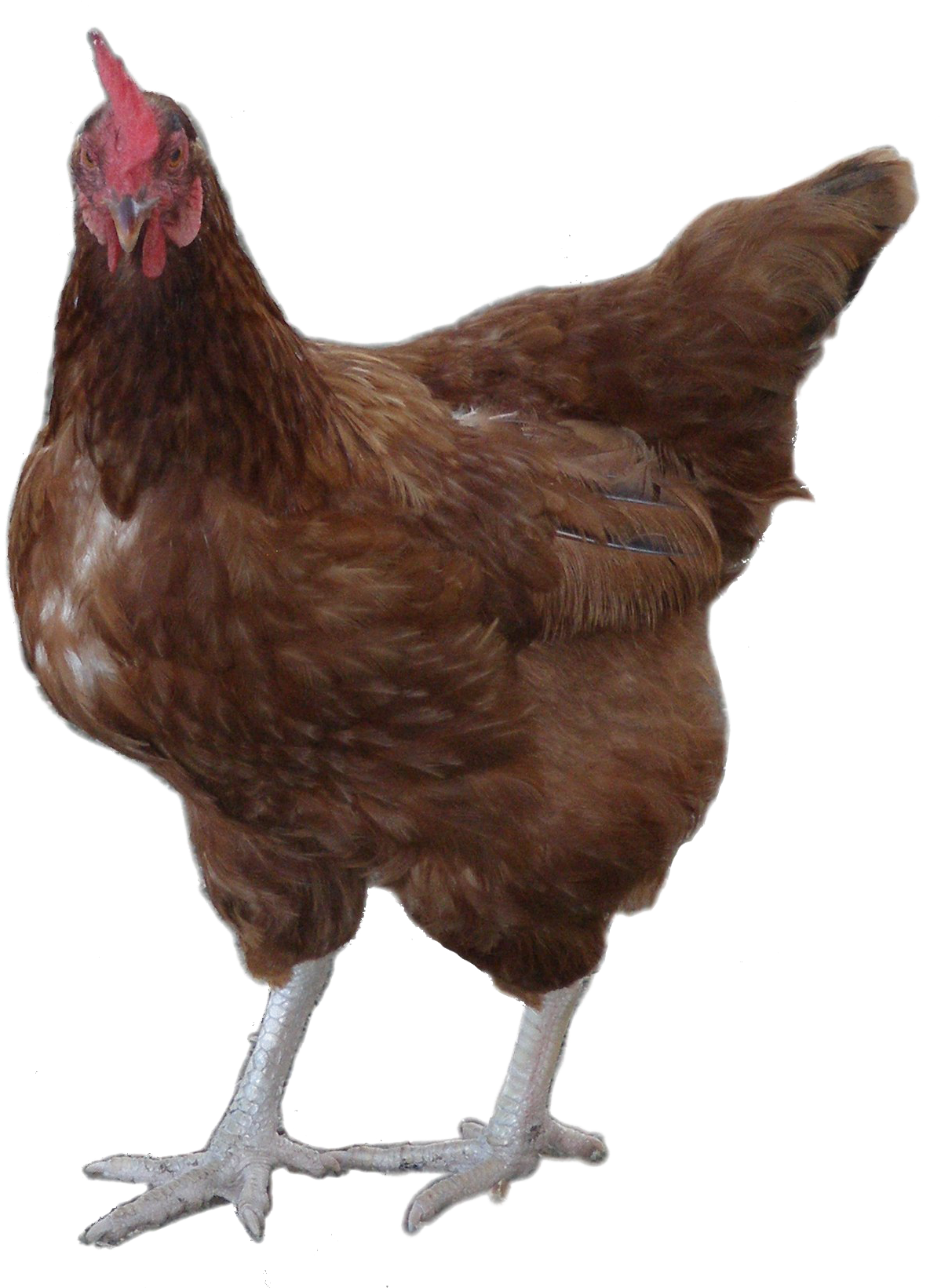 Brown Hen Standing Transparent Background PNG Image