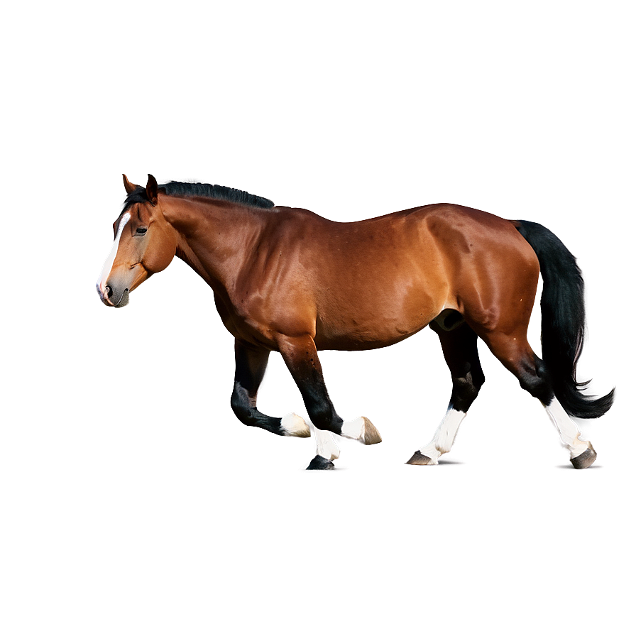 Brown Horse Png Afa92 PNG Image