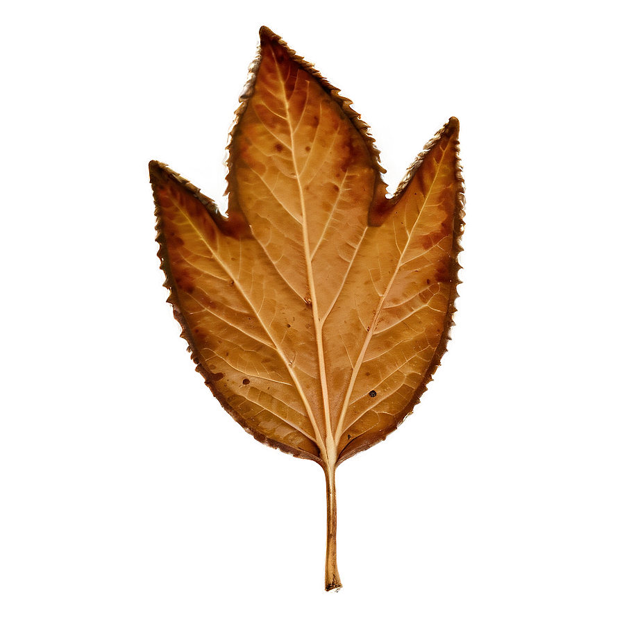 Brown Leaf Png 8 PNG Image