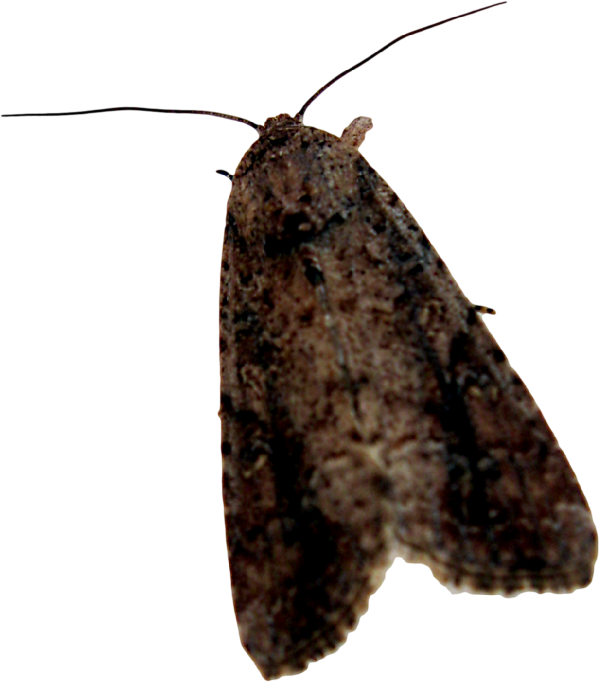 Brown Moth Profile PNG Image