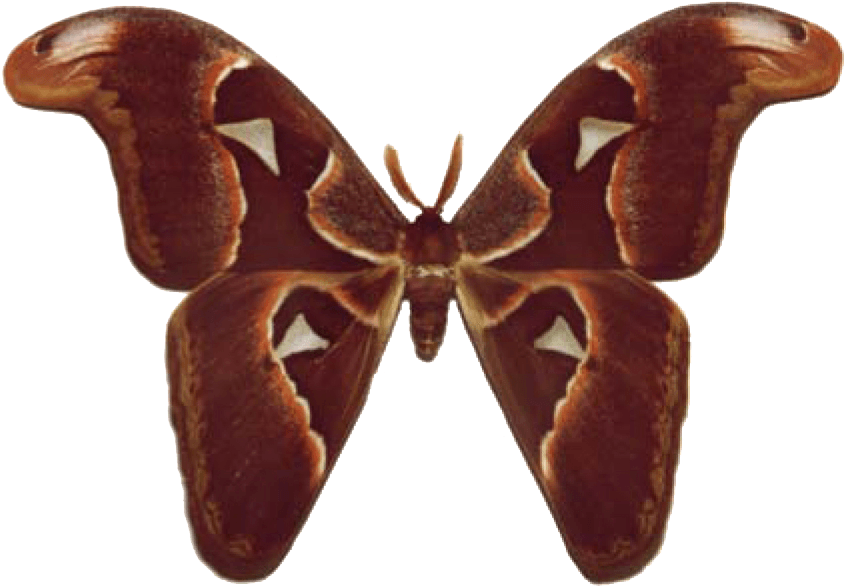 Brown Moth Spread Wings PNG Image