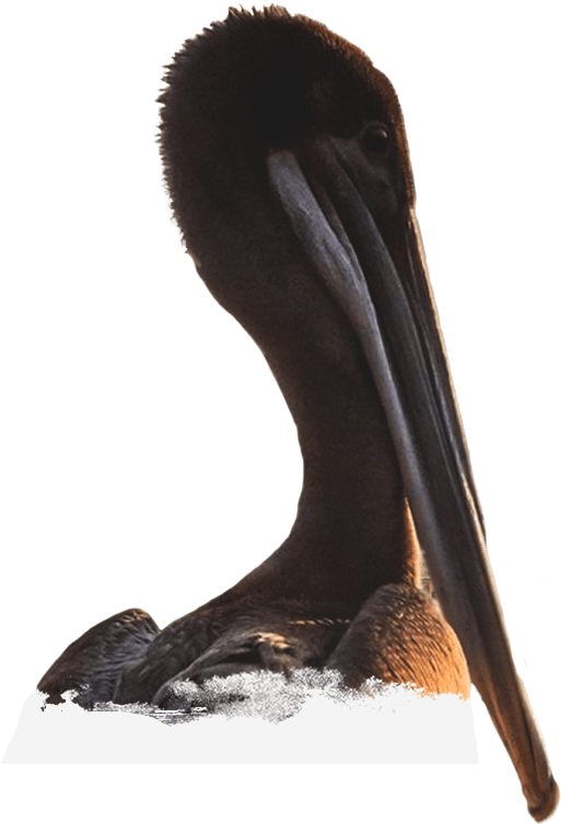 Brown Pelican Portrait PNG Image