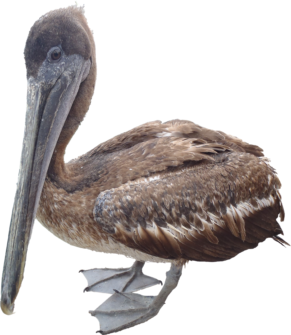 Brown Pelican Profile PNG Image