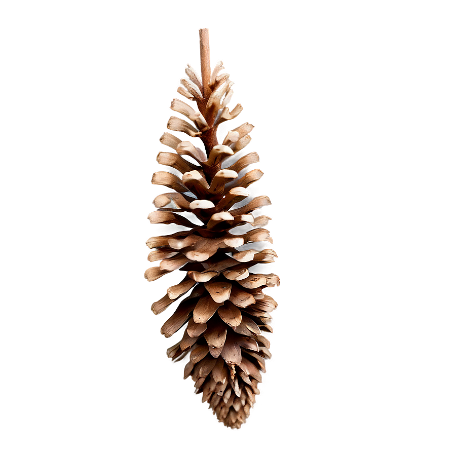 Brown Pine Cone Png Csg34 PNG Image