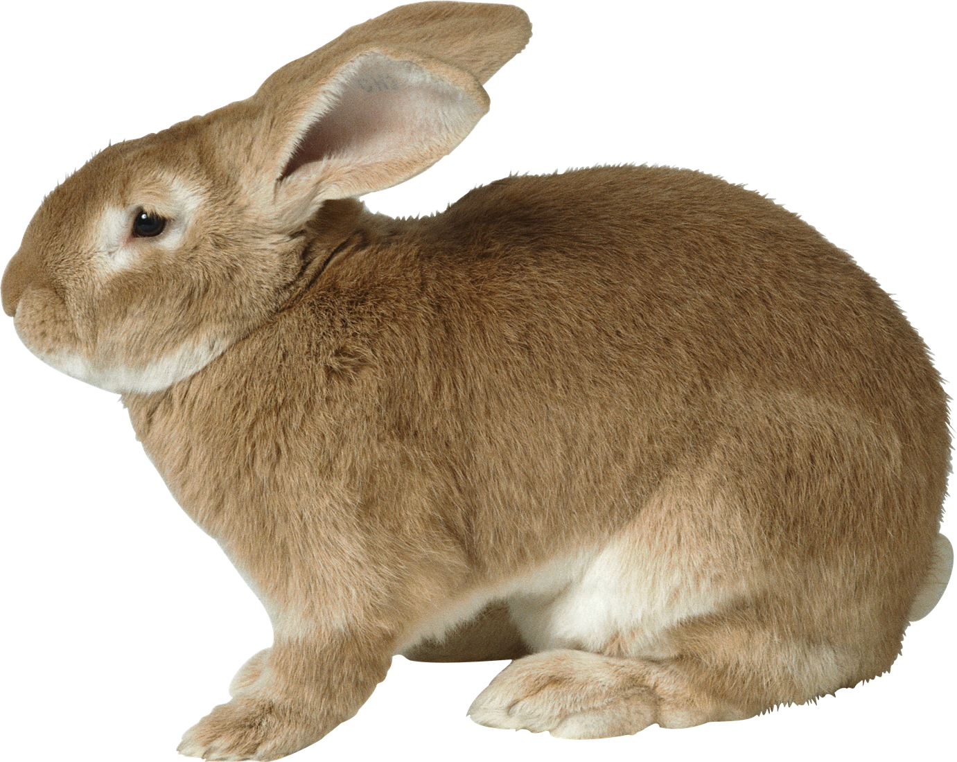 Brown Rabbit Profile PNG Image