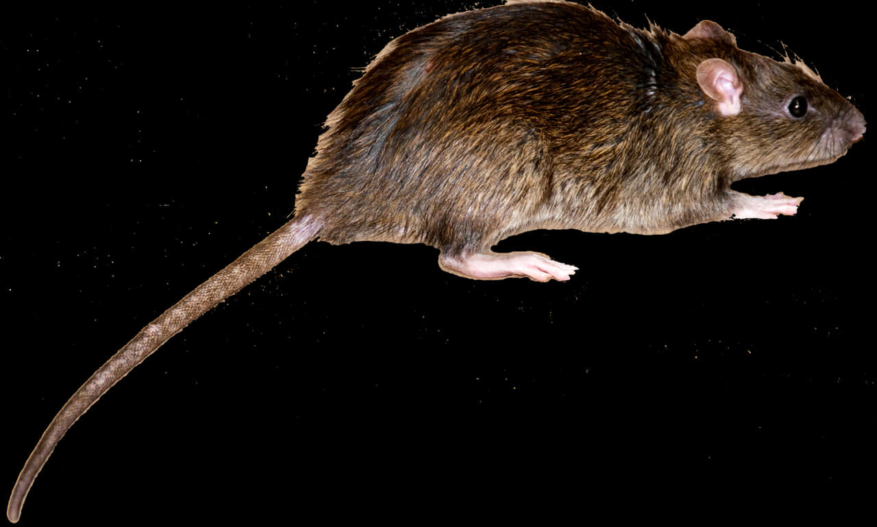 Brown Rat Black Background PNG Image