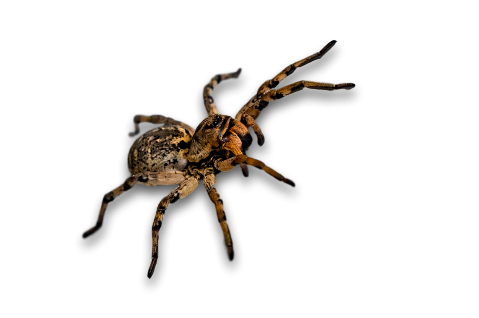 Brown Spider Isolated Background PNG Image