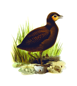 Brown Waterbird Illustration PNG Image