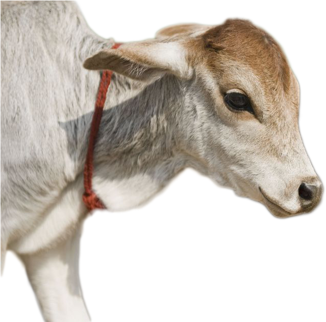 Brown White Calf Profile PNG Image