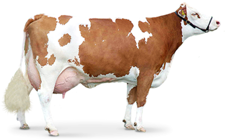 Brownand White Dairy Cow PNG Image