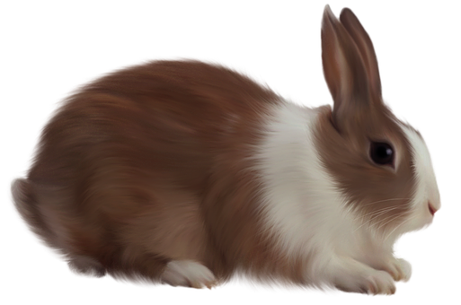 Brownand White Rabbit Black Background.jpg PNG Image