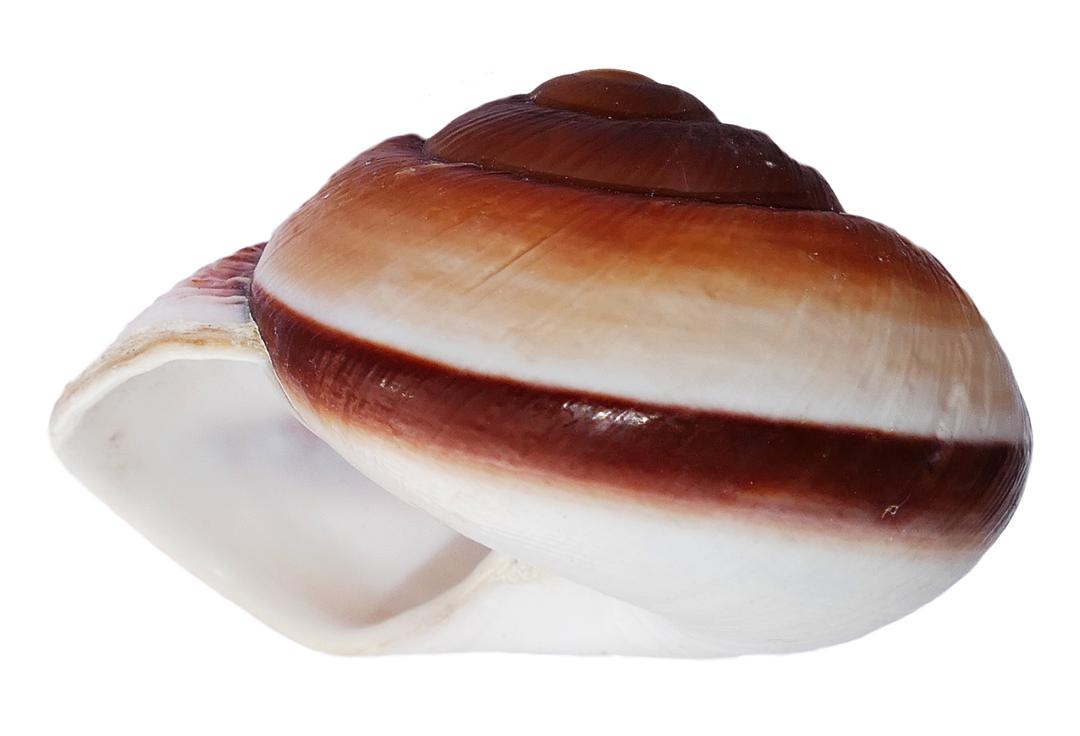 Brownand White Sea Shell PNG Image