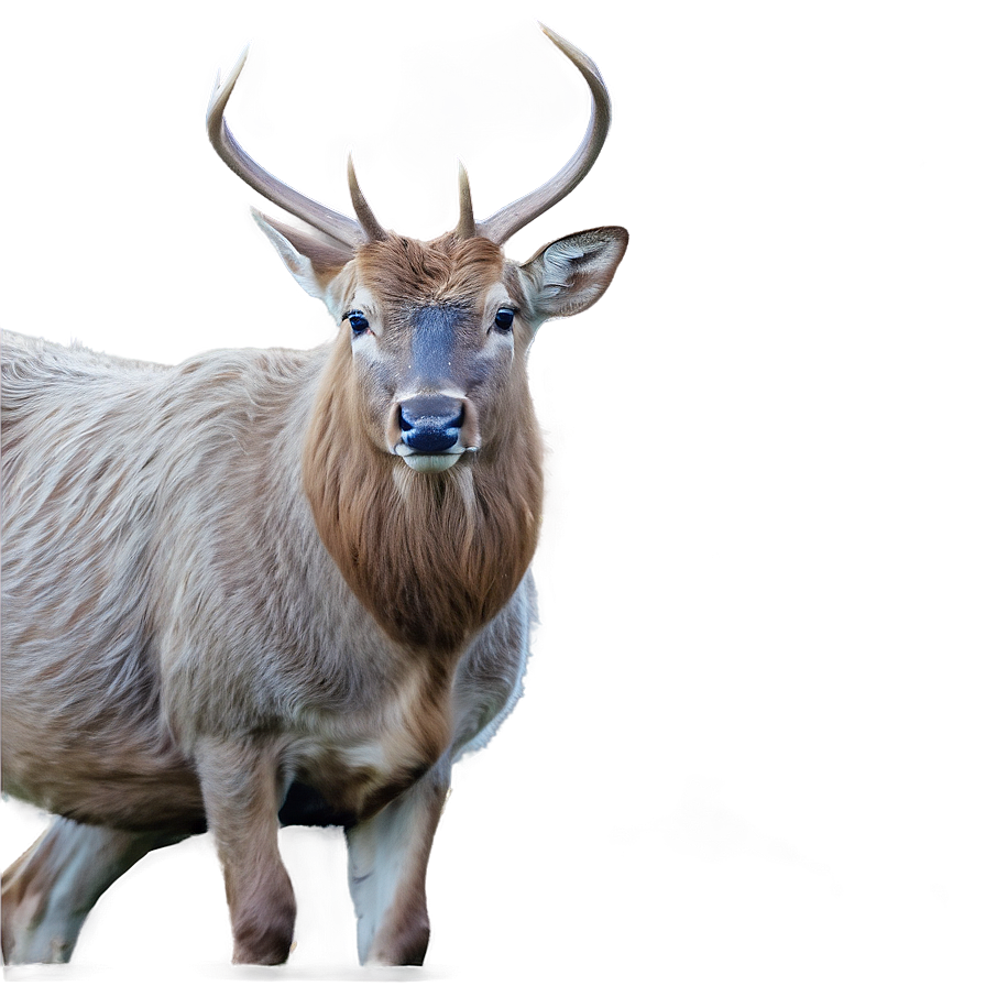 Buck In The Highland Png Ruv76 PNG Image