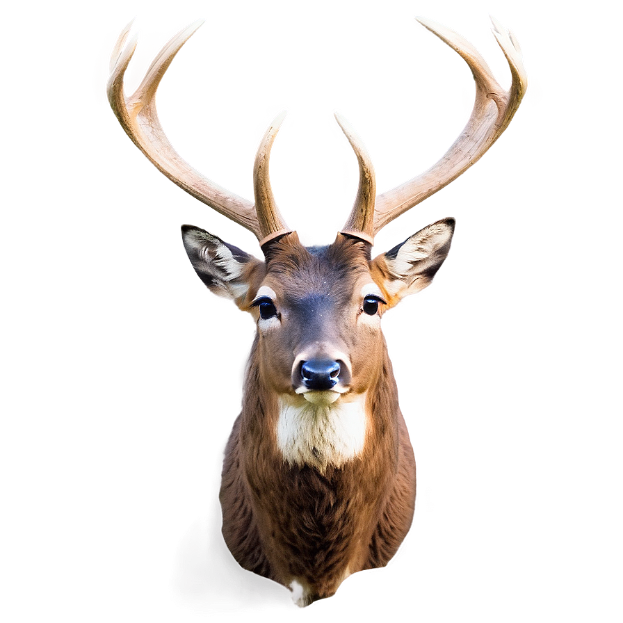 Bucks D PNG Image