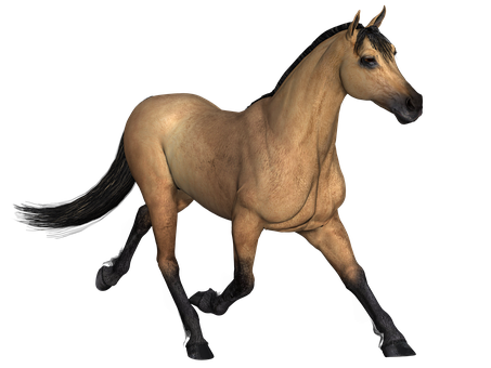 Buckskin Horse Black Background PNG Image